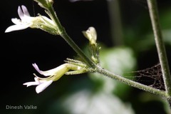 Gymnostachyum canescens